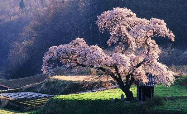 most beautiful sakura cherry blossom