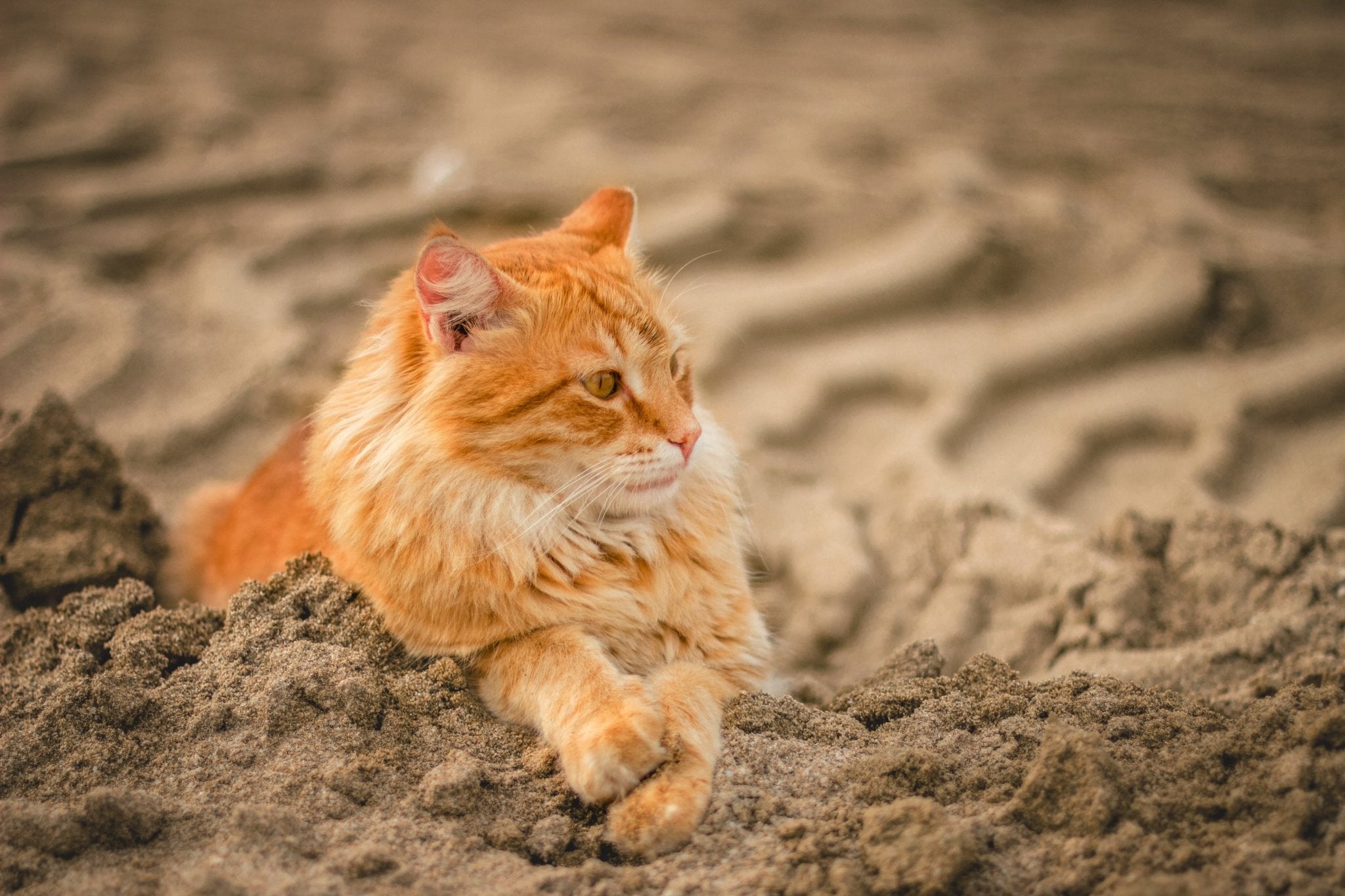 harto S t Aventurarse Por qué la arena de gatos tradicional puede ser perjudicial para tu g