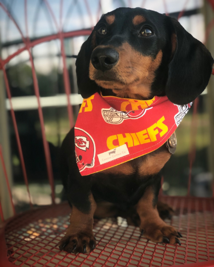 Kansas City Chiefs Dog Bandana Over the Collar Football Fan 