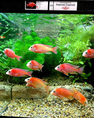 THRIVE Freshwater Fish Enclosures