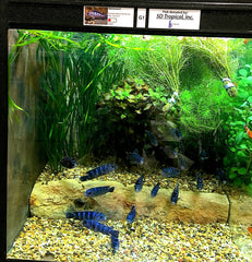 THRIVE Freshwater Fish Enclosures