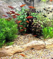 THRIVE Freshwater Fish Enclosures