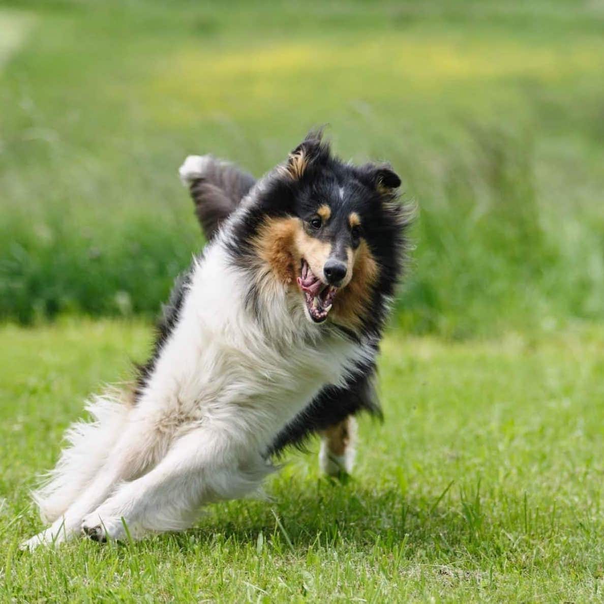 Why Do Dogs Get Black Spots On Their Belly