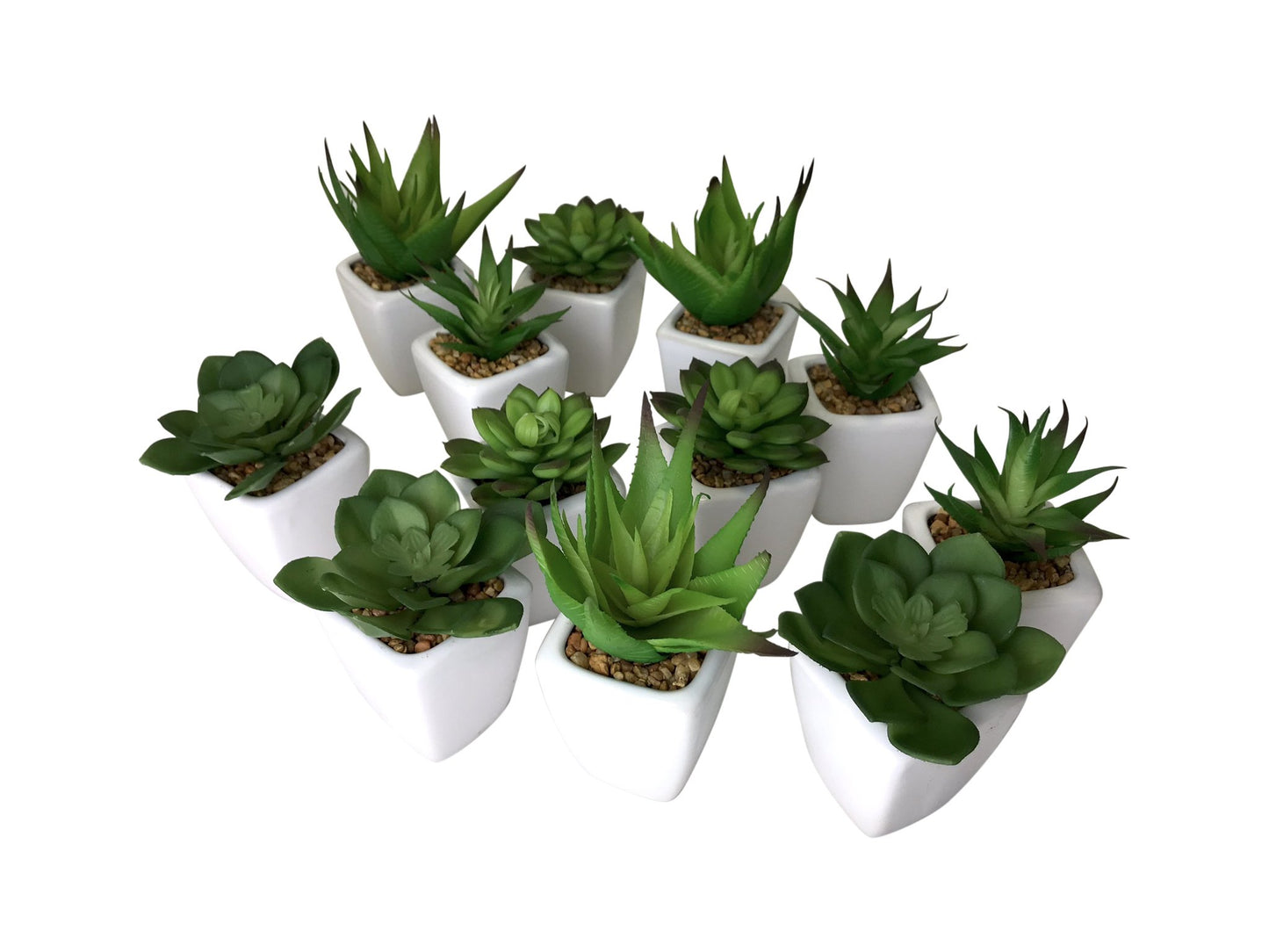 Succulents in White Pot