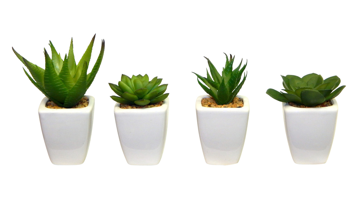 Succulents in White Pot