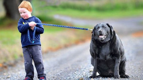 obésité du chien