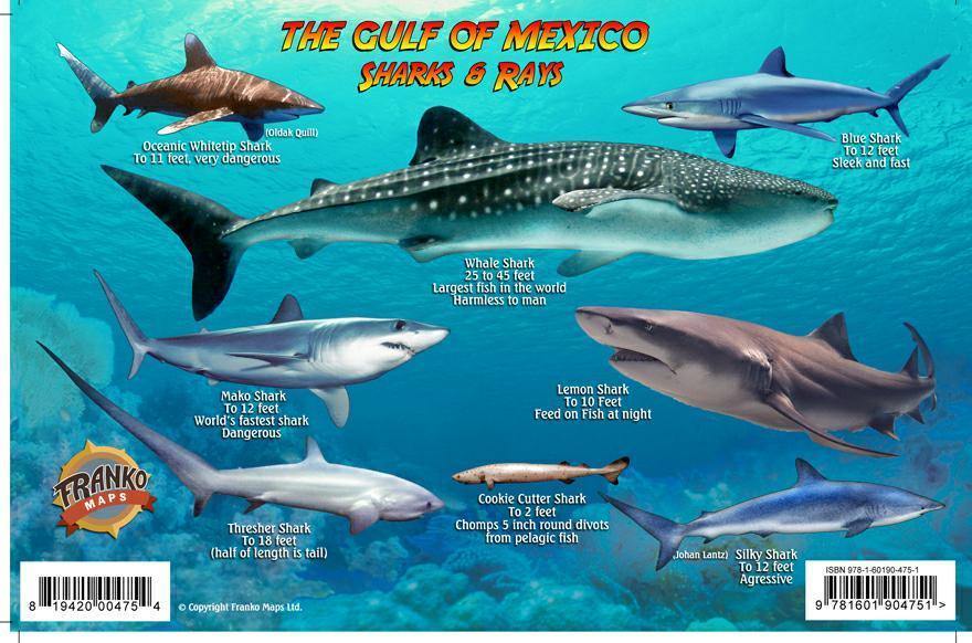 Gulf of Mexico Sharks & Rays Card – Frankos Maps