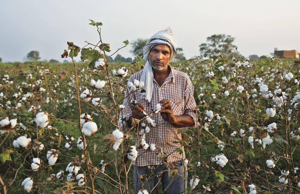 India Cotton Farmer