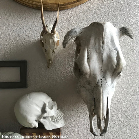 Photo of a still life including a plaster cast sculpture of a skull and two animal skulls