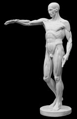 Giust Gallery | Anatomical Man No. 3