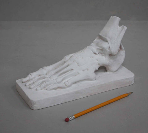 photo of plaster cast of anatomical left foot with yellow pencil beside it and on a gray background