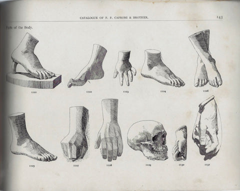 scanned page of P.P. Caproni and Brother catalog showing sketches of casts of hands, feet, and skull