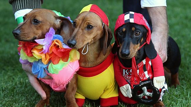 Melbourne Inaugural Sausage dog race