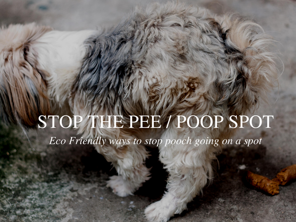 How to stop your dog peeing on a spot the eco friendly way