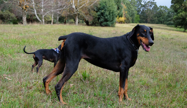 Doberman and English Toy Terrier