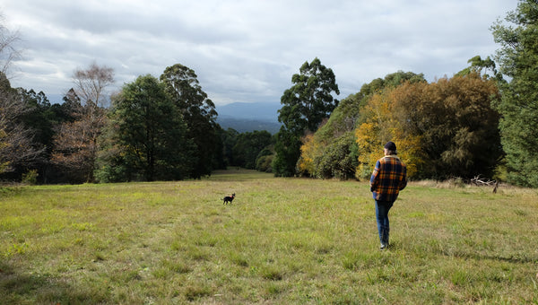 Dog friendly walks Melbourne