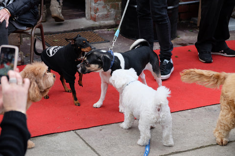 meeting dogs on the red carpet