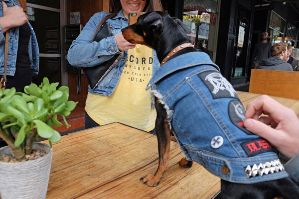 Dog friendly cafes Melbourne