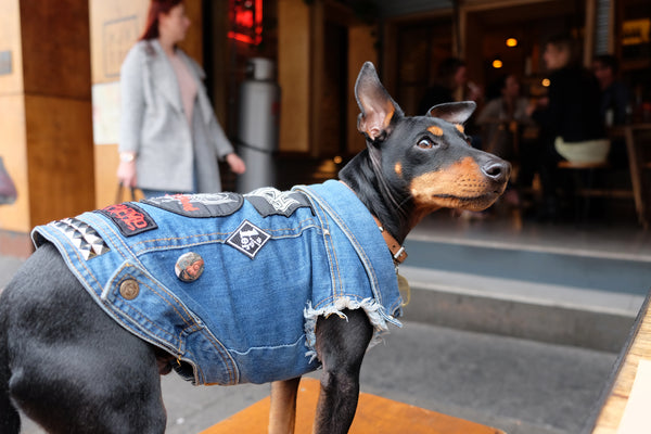 Dog friendly bars in Melbourne