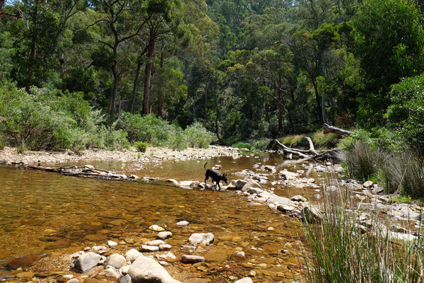Camping with your dog in Australia