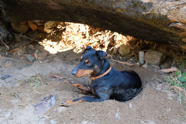 Tips for camping with your dog in Australia