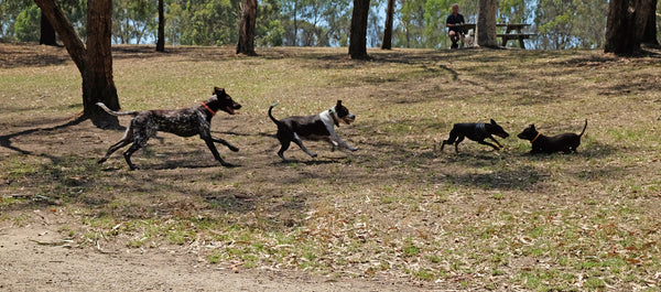Dogs off leash at Yarra Bend Park