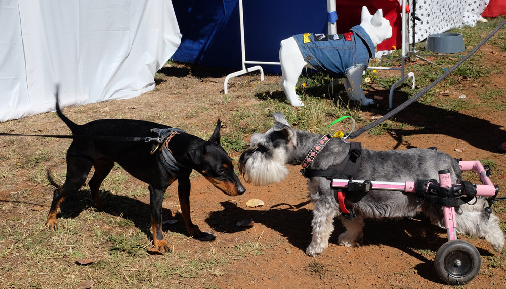 Dogs of Chillout Festival 