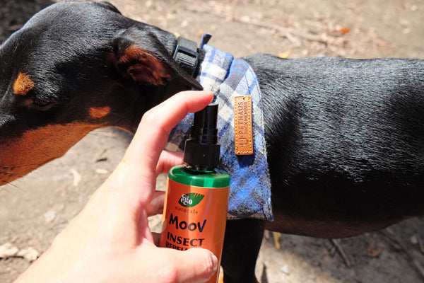 Natural bug repellent for dogs