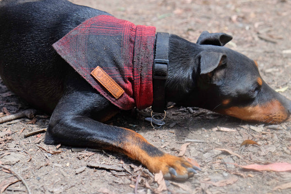 RED FLANNEL DOG BANDANA BY PETHAUS - CAMPING WITH DOGS