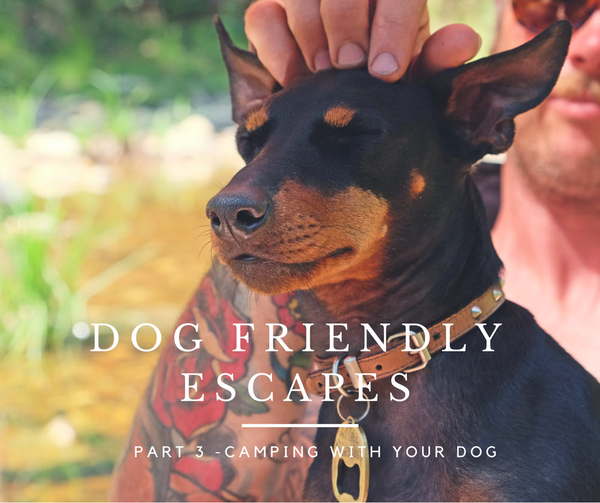 Where to camp with your dog in Melbourne Victoria Australia