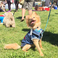 Dogapalooza Melbourne - Happy Harry