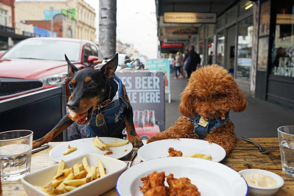 Dog Friendly bars Melbourne