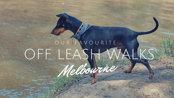 Off Leash Dog Walks Melbourne 