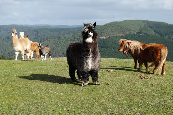 Wild Valley Gippsland