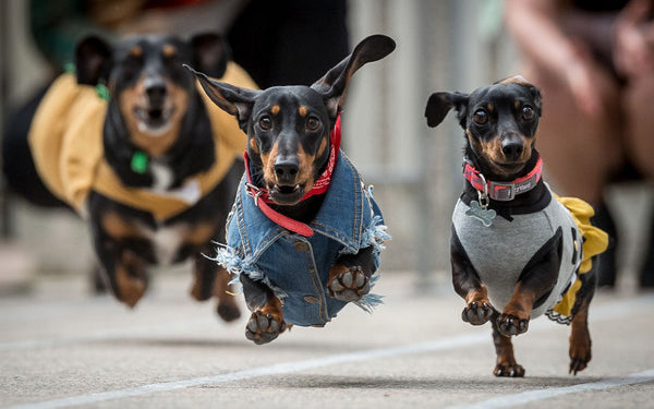 Melbourne Dachshund Race - Hophaus