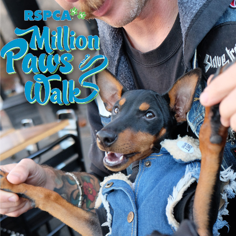 Million Paws Walk 2017