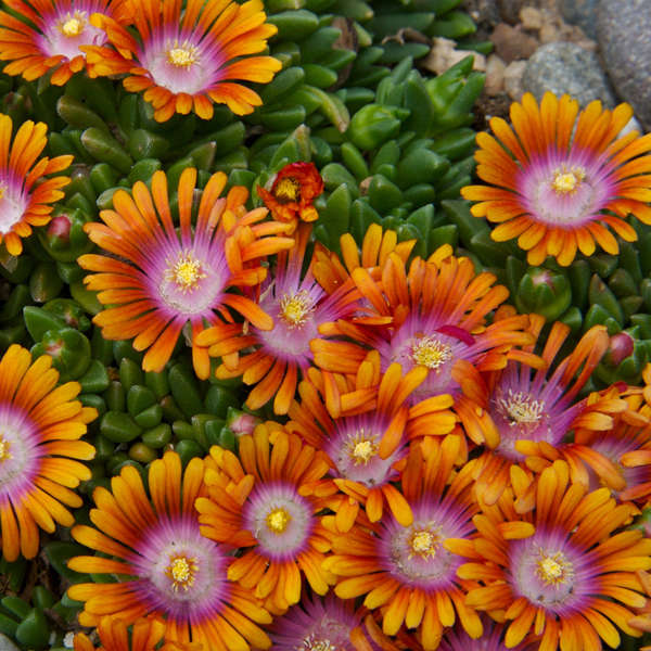 Fire Spinner® Ice Plant | Delosperma | Great Garden Plants