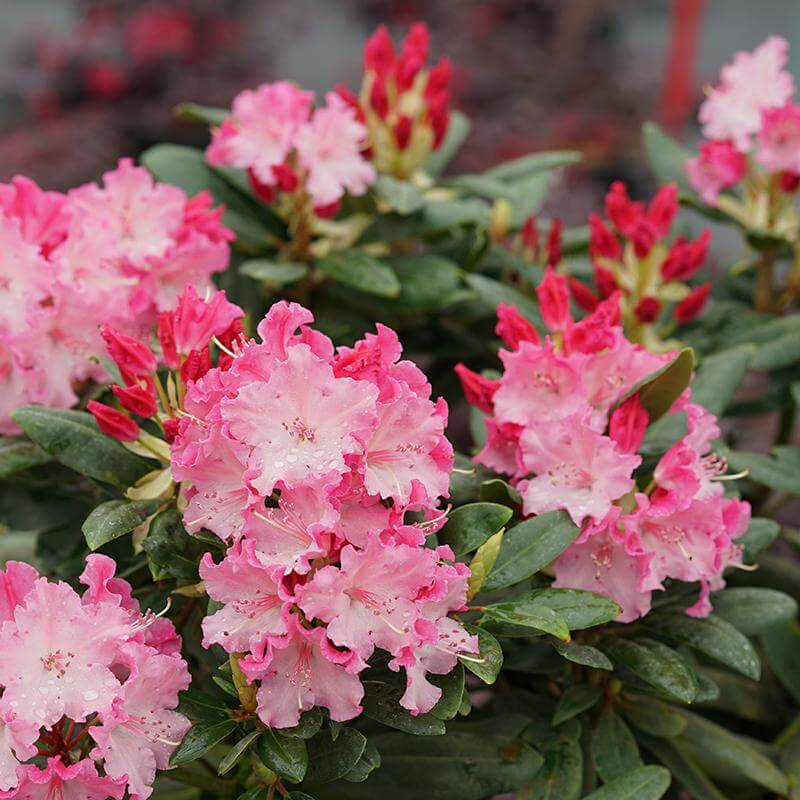 Dandy Man Color Rhododendron | Great Garden Plants