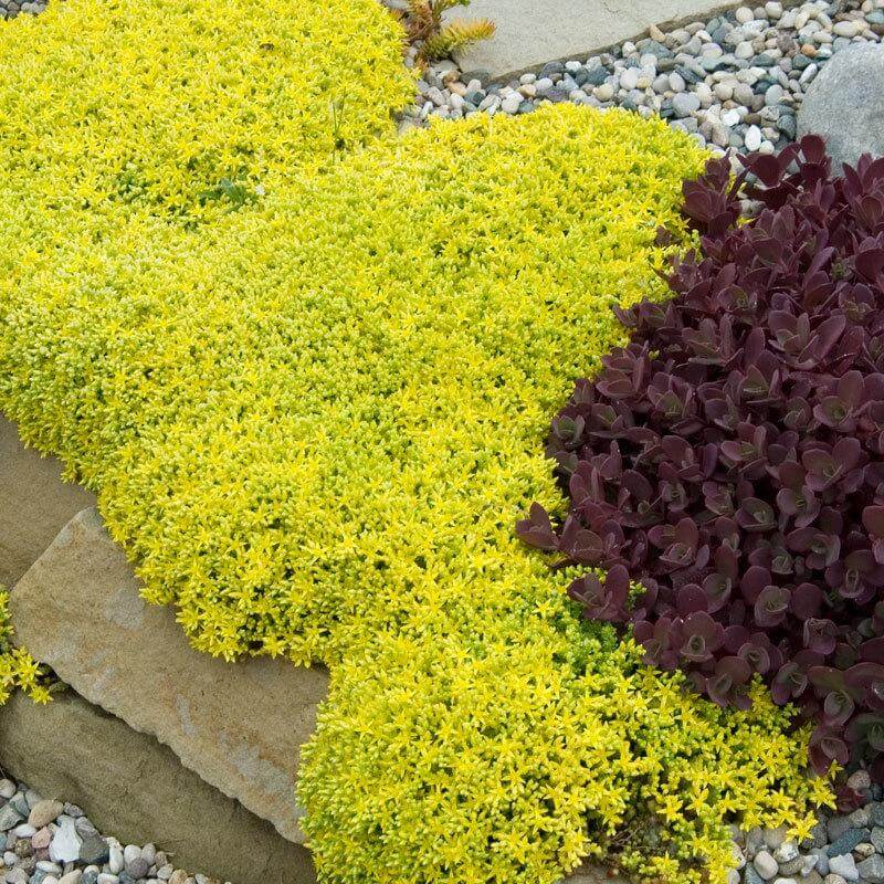 stonecrop ground cover