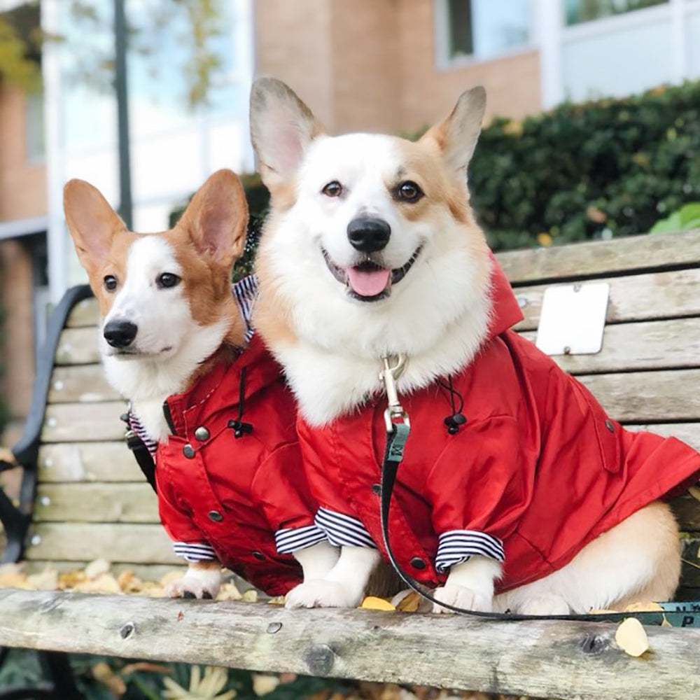 red dog raincoat