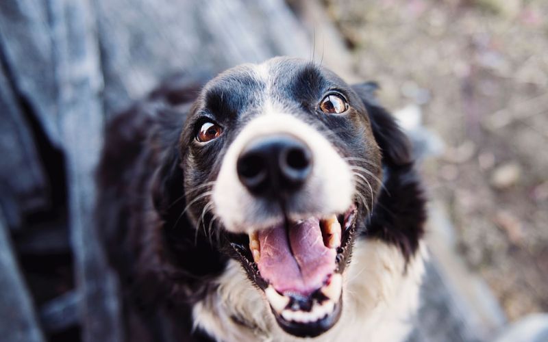 what crystals are good for dogs