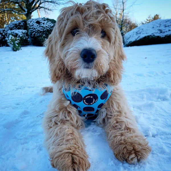 Blue Cookie Adjustable Dog Harness