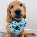 Bumble Blue Dog Harness Bundle
