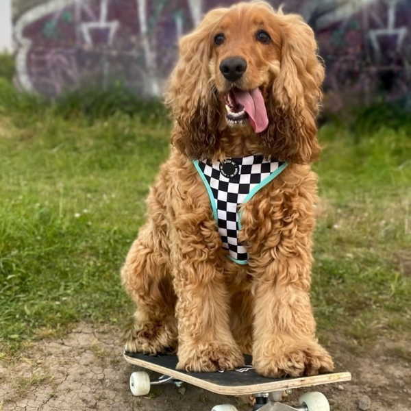 Skater Pup Mint Bundle