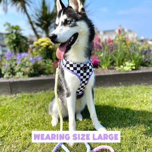 Skater Pup Lilac Adjustable Harness