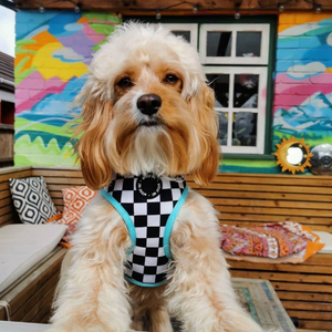 Skater Pup Mint Adjustable Harness
