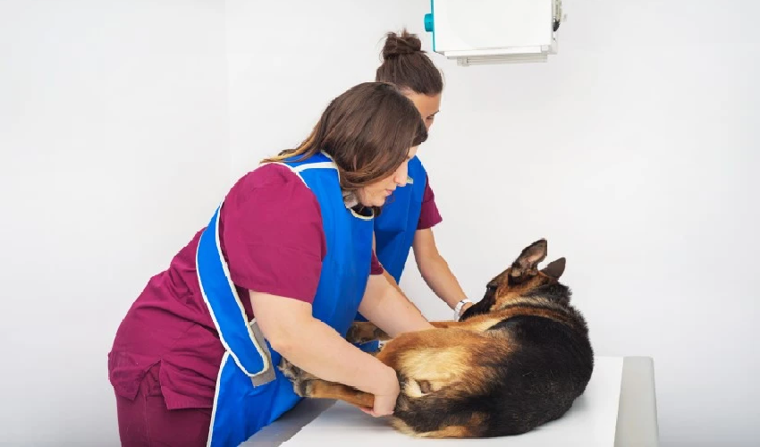 Vet clinic radiation shielding curtains