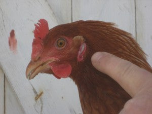 Red Star Hen with Lighter Earlobes