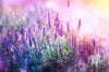Acrylglasbild Lavendelbluetenfeld Panorama Crop