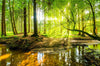 Leuchtbild Wald Mit Sonnenstrahlen Schmal Crop